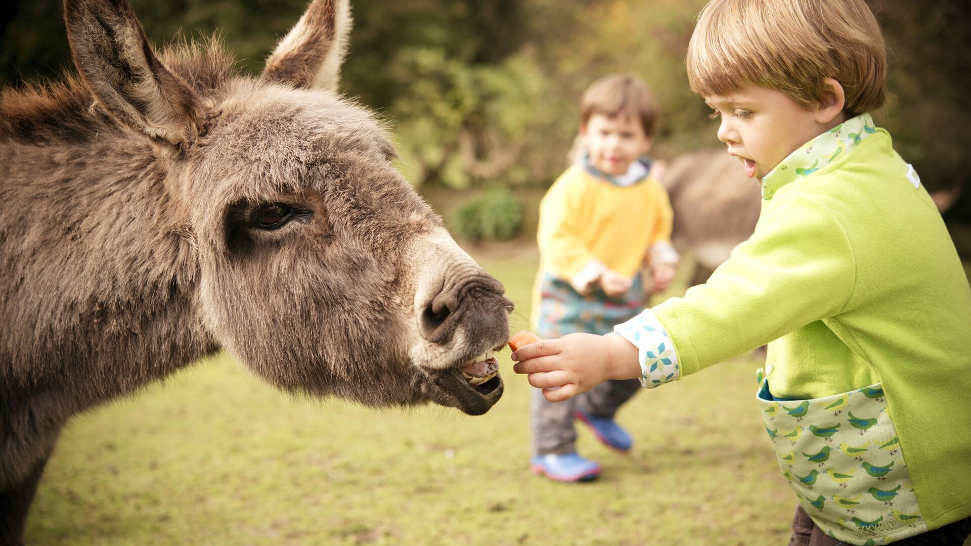 Discover Why Farm Stays Are Perfect for Families