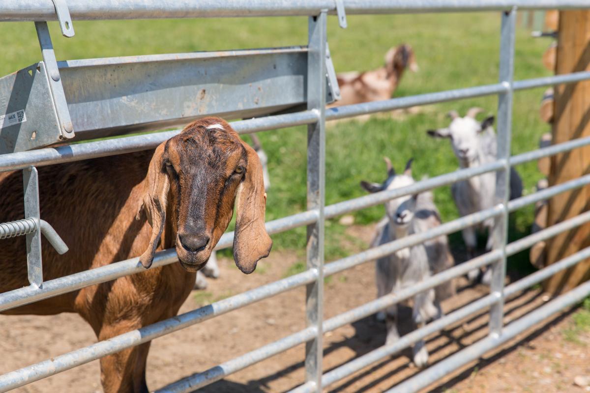 Experience Eco-Friendly Family Fun at Croft Farm & Celtic Cottages
