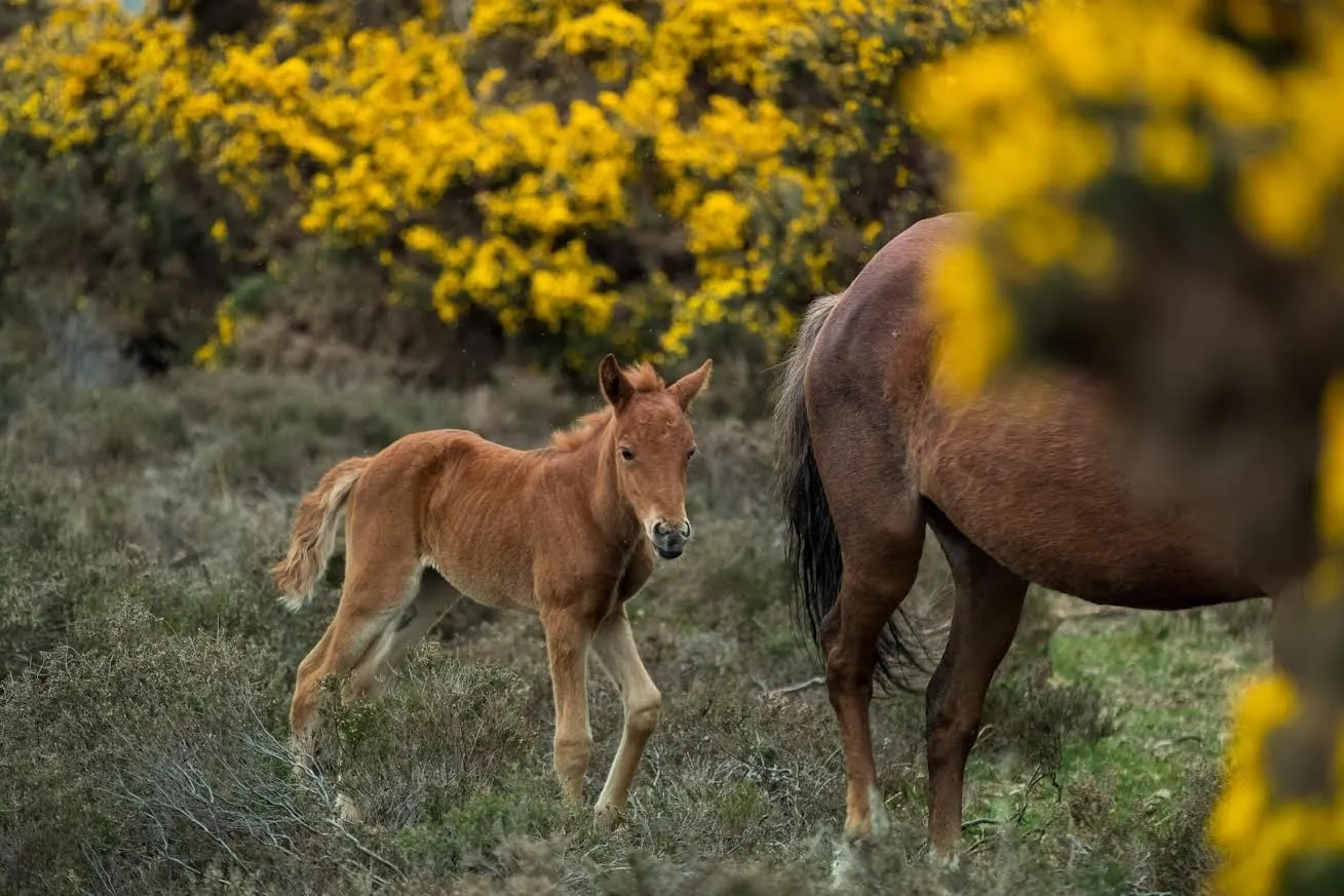 Why the New Forest is a Favourite Family Escape (And Why I Love It!)